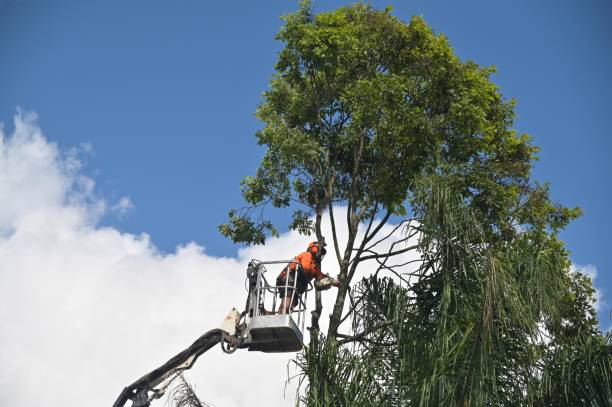 How Our Tree Care Process Works  in  Proctor, VT